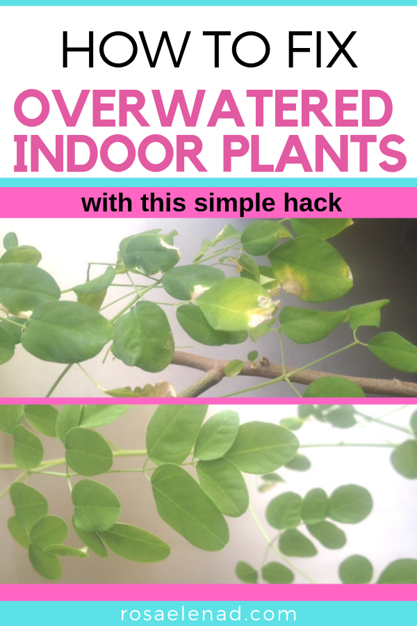 How to fix overwatered indoor plants